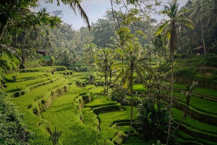 Ubud Memorable Trip: Full-Day Private Tour to Rice Terraces, Monkeys & Waterfall photo 3