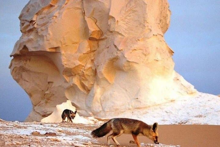White Desert & Crystal Mountain Day Trip from Cairo to Al Bahariya Oasis photo 6