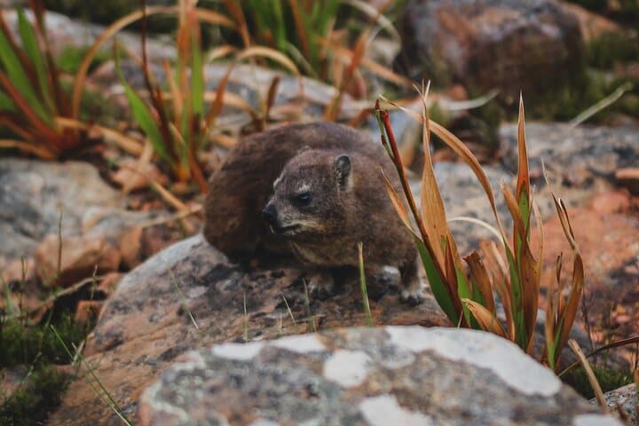Lion's Head Sunrise Hike in Cape Town — Route, Views & Practical Guide photo 6