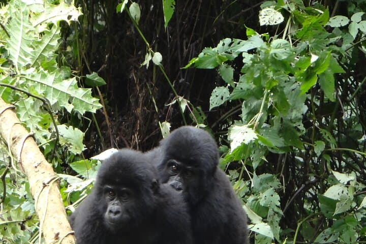 3-Day Bwindi Gorilla Trekking via Kisoro: Domestic Flight to Gorilla Encounters photo 2