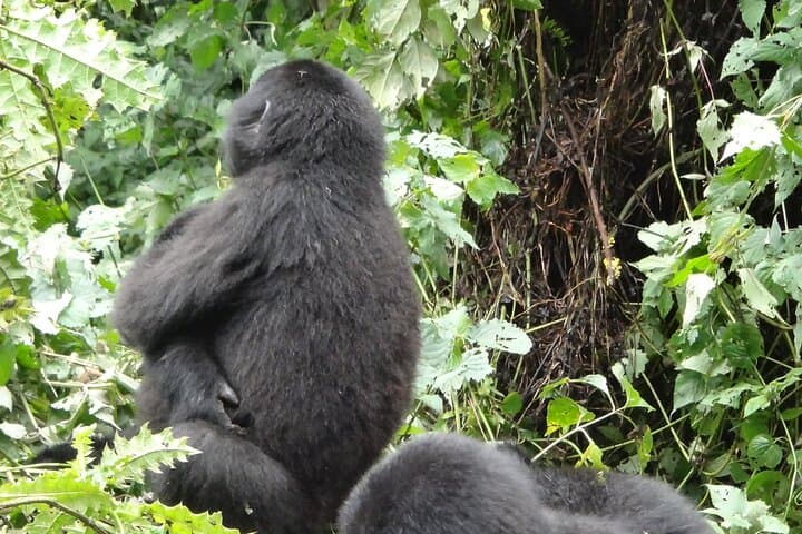 3-Day Bwindi Gorilla Trekking via Kisoro: Domestic Flight to Gorilla Encounters photo 3