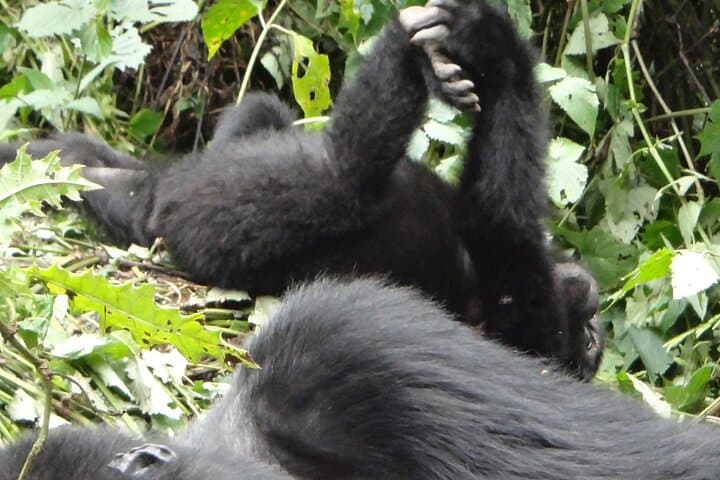 3-Day Bwindi Gorilla Trekking via Kisoro: Domestic Flight to Gorilla Encounters photo 4
