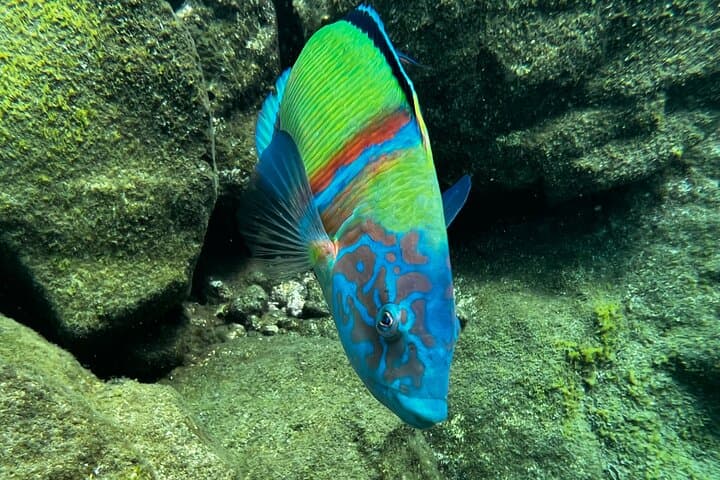 Earn Your First Scuba License on Tenerife: Private Beach Course & Guided Dives photo 5