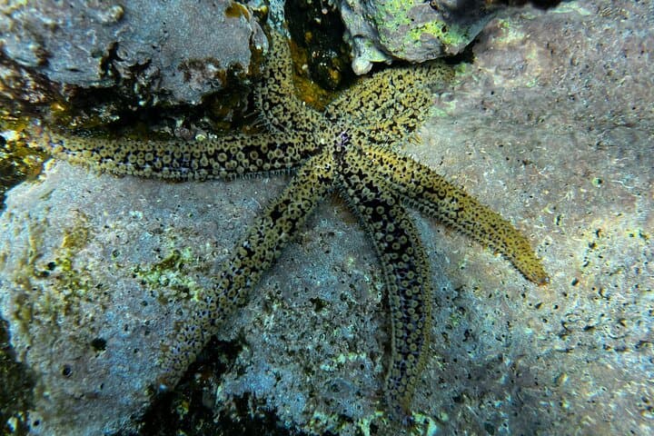 Discover Scuba Diving in Tenerife: Try-Dive Near Los Cristianos photo 4