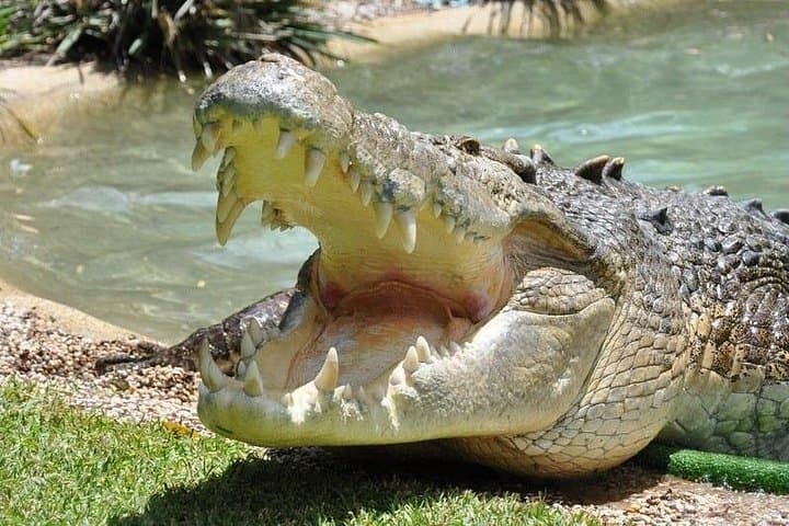 Central Coast Private Day Tour: Beaches, Bays & Wildlife Park with Norah Head Lighthouse photo 4