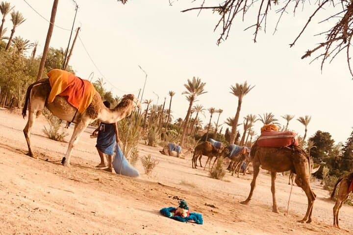 Sunset Camel Ride in Marrakech Palmeraie — 1-Hour Private Tour with Tea photo 3
