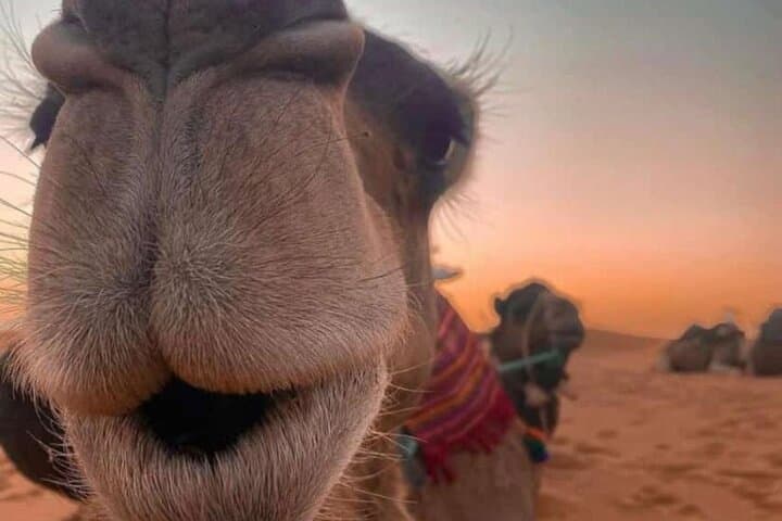 Sunset Camel Ride in Marrakech Palmeraie — 1-Hour Private Tour with Tea photo 4