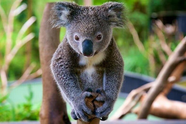 Central Coast Private Day Tour: Beaches, Bays & Wildlife Park with Norah Head Lighthouse photo 5
