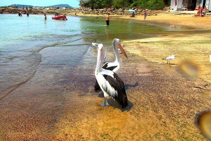 Central Coast Private Day Tour: Beaches, Bays & Wildlife Park with Norah Head Lighthouse photo 6