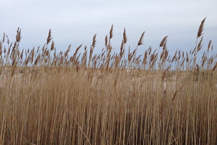 6-Hour Private Fire Island Lighthouse Tour — Robert Moses State Park Experience photo 2