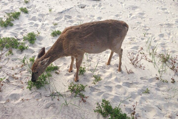 6-Hour Private Fire Island Lighthouse Tour — Robert Moses State Park Experience photo 5