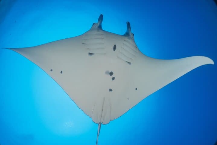 Kona Manta Ray Night Snorkel: An Unforgettable Nocturnal Dive with Giants photo 4
