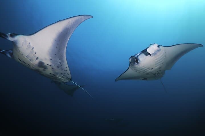 Kona Manta Ray Night Snorkel: An Unforgettable Nocturnal Dive with Giants photo 5