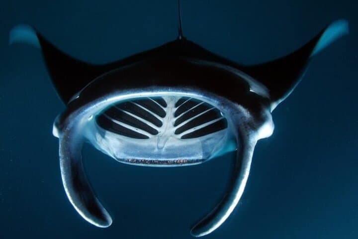 Kona Manta Ray Night Snorkel: An Unforgettable Nocturnal Dive with Giants photo 6