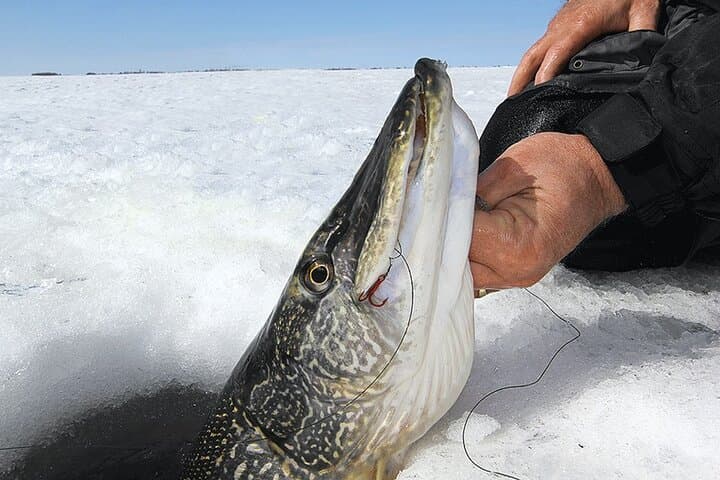Fairbanks Ice Fishing Tour: Learn to Catch and Grill on the Ice photo 3