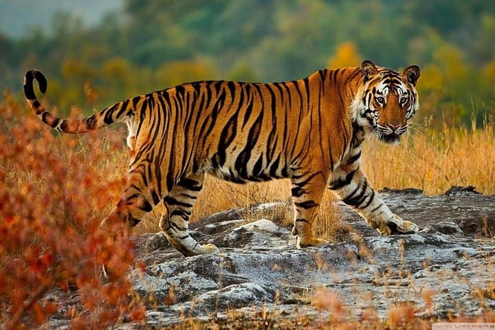 Private Taj Mahal and Ranthambore Safari: 4-Day Tour from Delhi photo 4