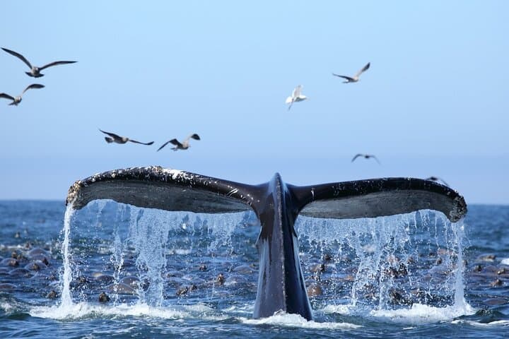 1.5-Hour Whale Watching Cruise from Kewalo Basin — Humpback Safari Off Oahu photo 3