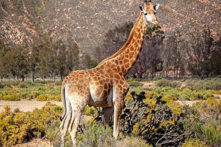 Big Five Safari Day Trip from Cape Town — See Lions, Elephants & Rhinos photo 3