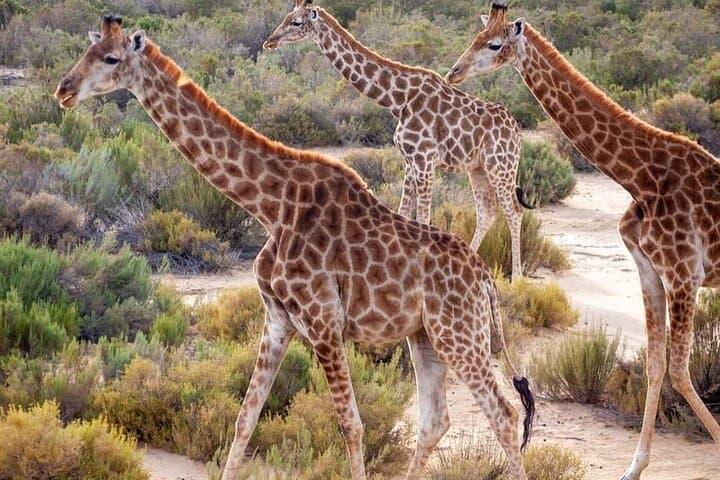 Big Five Safari Day Trip from Cape Town — See Lions, Elephants & Rhinos photo 5