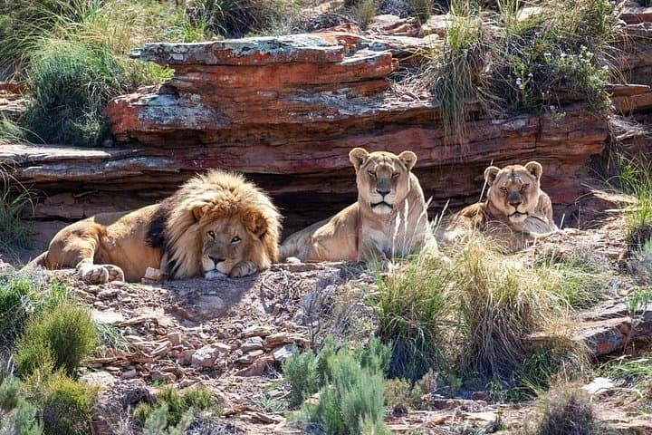 Big Five Safari Day Trip from Cape Town — See Lions, Elephants & Rhinos photo 4