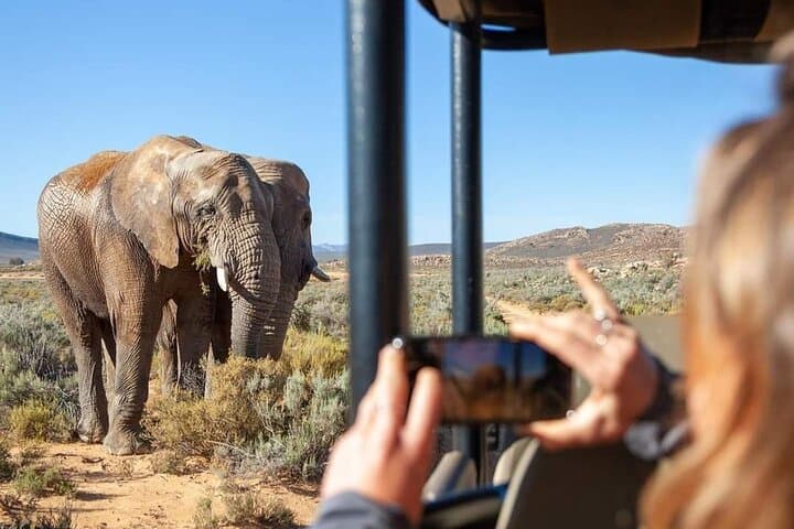 Big Five Safari Day Trip from Cape Town — See Lions, Elephants & Rhinos