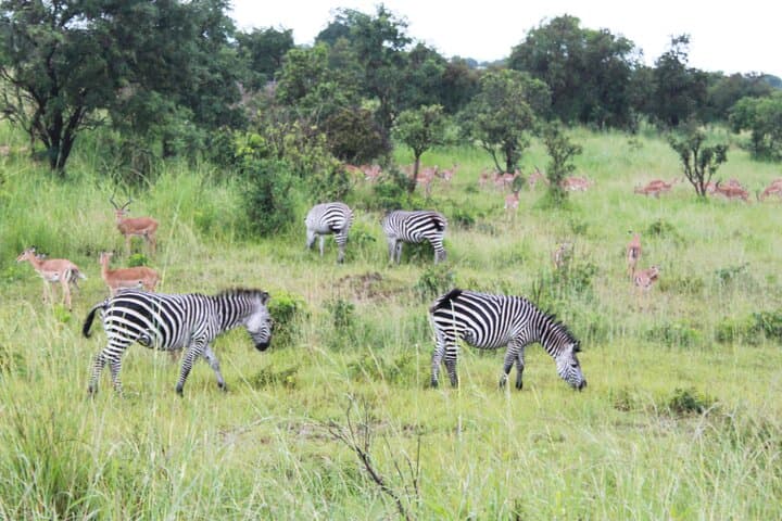 2-Day Mikumi National Park Budget Safari from Dar es Salaam photo 3
