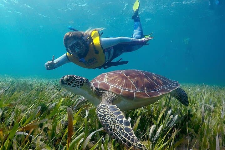Wildlife in Cancún, Quintana Roo, Mexico