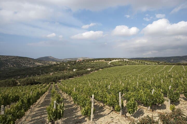 Peza Valley Private Wine Tour: Two Wineries, Tastings & Traditional Cretan Lunch
