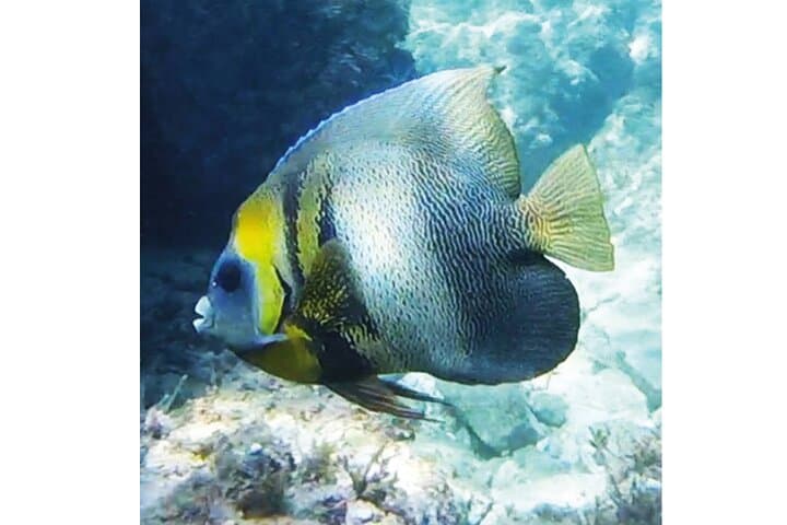Snorkeling San Carlos with a Marine Biologist — Sea of Cortez Reef Tour photo 2