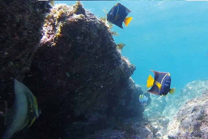 Snorkeling San Carlos with a Marine Biologist — Sea of Cortez Reef Tour photo 4