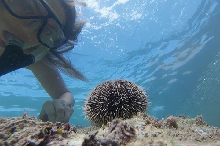 Snorkeling San Carlos with a Marine Biologist — Sea of Cortez Reef Tour photo 6