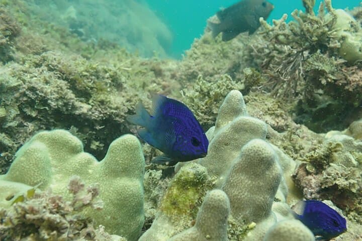 Snorkeling San Carlos with a Marine Biologist — Sea of Cortez Reef Tour photo 5