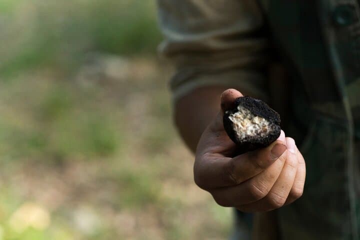 Private Truffle Hunting and Tuscan Lunch from Florence photo 2