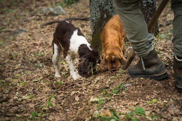 Private Truffle Hunting and Tuscan Lunch from Florence photo 3