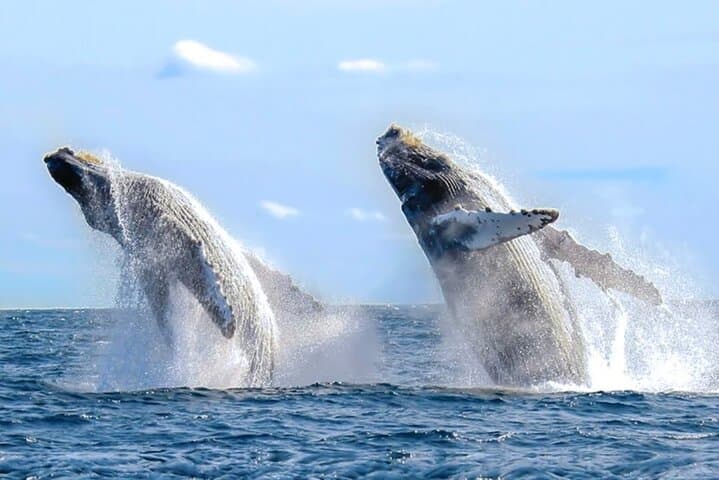Private Yacht Whale Watching, Arch Tour & Snorkel — Cabo San Lucas photo 2