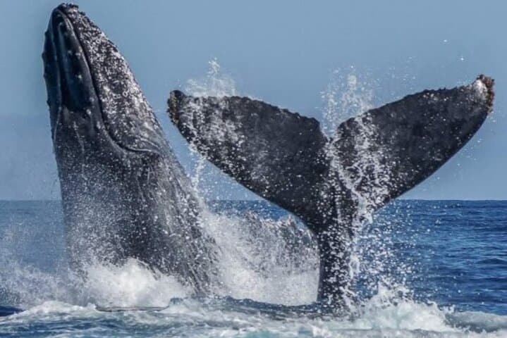 Private Yacht Whale Watching, Arch Tour & Snorkel — Cabo San Lucas photo 1