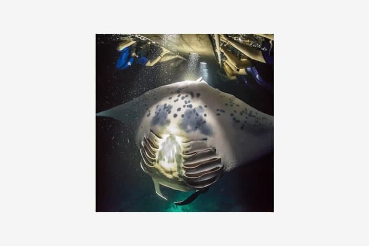 Kona Manta Ray Night Snorkel: An Unforgettable Nocturnal Dive with Giants photo 2