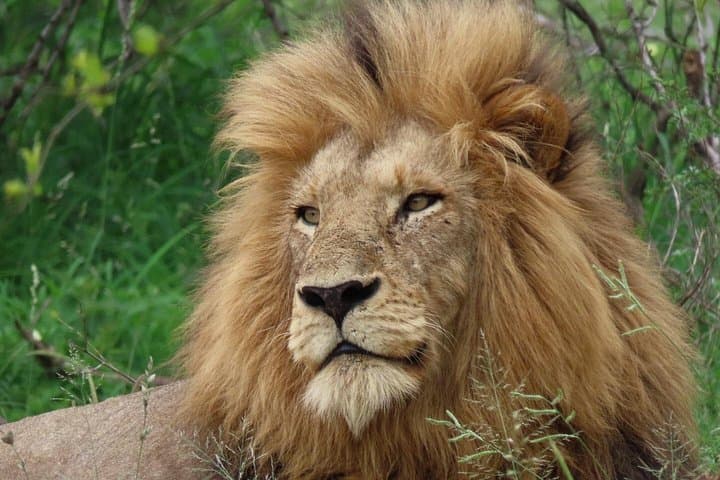 Full-Day Open-Vehicle Safari at Kruger National Park from Crocodile Bridge photo 1