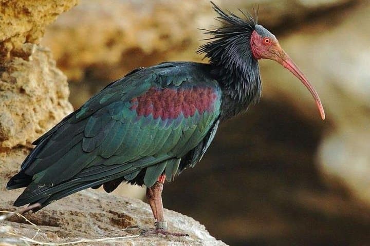 Agadir to Souss Massa & Mini Sahara: Wild Coast, Dunes and Birdlife Day Trip photo 3