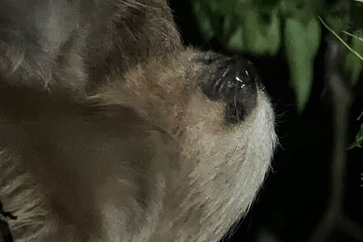 Monteverde Night Walk: Guided Nocturnal Wildlife Tour in the Refuge
