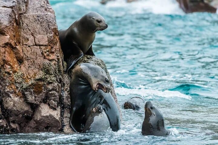 Ballestas Islands Speedboat Tour from Paracas — 2-Hour Wildlife Cruise photo 2