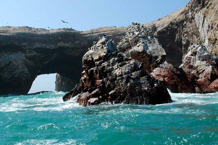 Ballestas Islands Speedboat Tour from Paracas — 2-Hour Wildlife Cruise photo 4