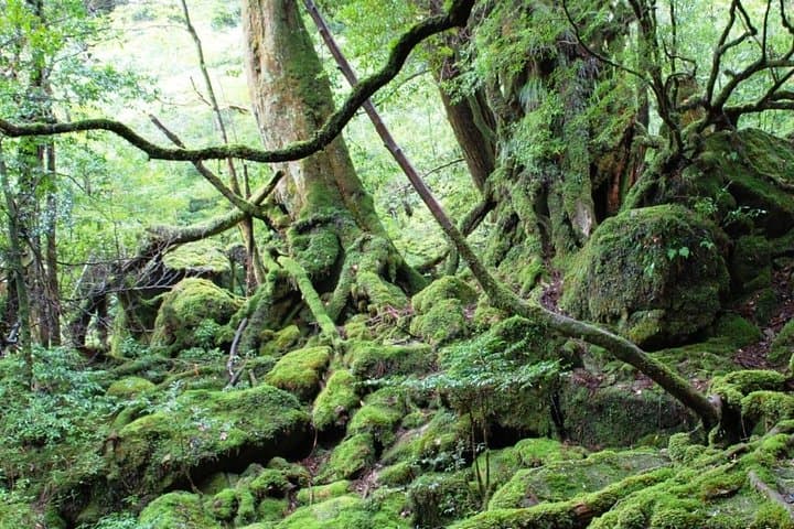 Shiratani Unsuikyo Day Walk to Taikoiwa: Yakushima's Ancient Forest in a Day photo 3