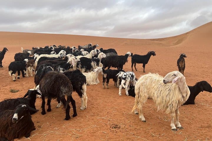 Wahiba Sands Bediyah Desert Camp: Overnight Under the Arabian Stars photo 4