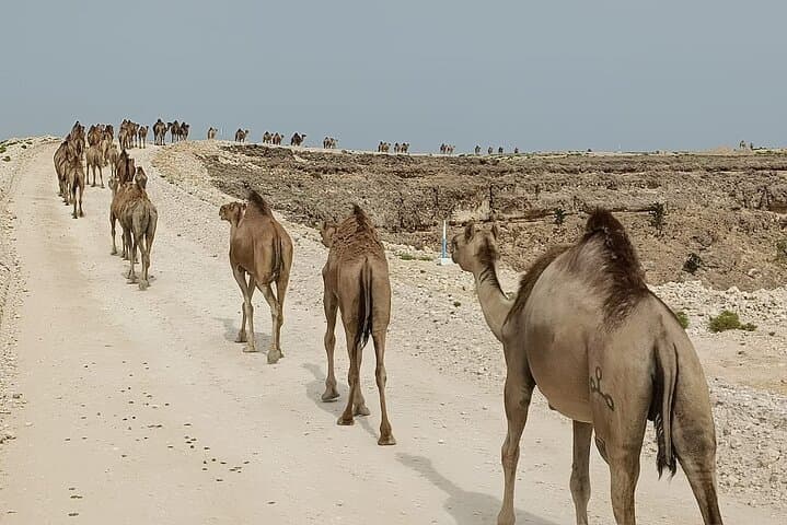 Rub al Khali Desert & the Lost City of Ubar: A Day from Salalah photo 4
