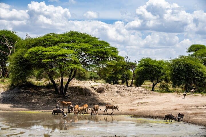 Full-Day Tarangire Safari from Arusha — Elephants, Baobabs & Birds photo 2
