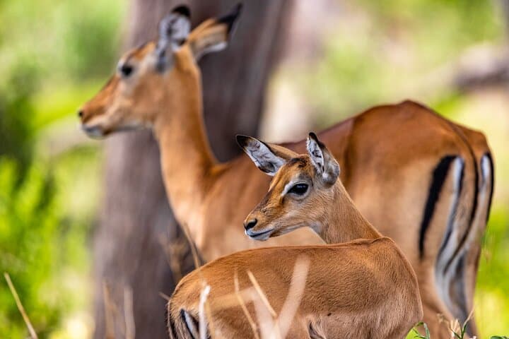 Full-Day Tarangire Safari from Arusha — Elephants, Baobabs & Birds