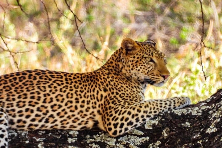 Full-Day Tarangire Safari from Arusha — Elephants, Baobabs & Birds photo 3