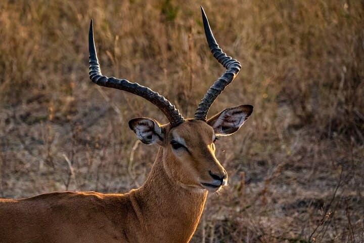 Full-Day Tarangire Safari from Arusha — Elephants, Baobabs & Birds photo 4