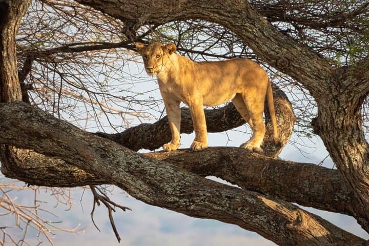 Full-Day Tarangire Safari from Arusha — Elephants, Baobabs & Birds photo 5
